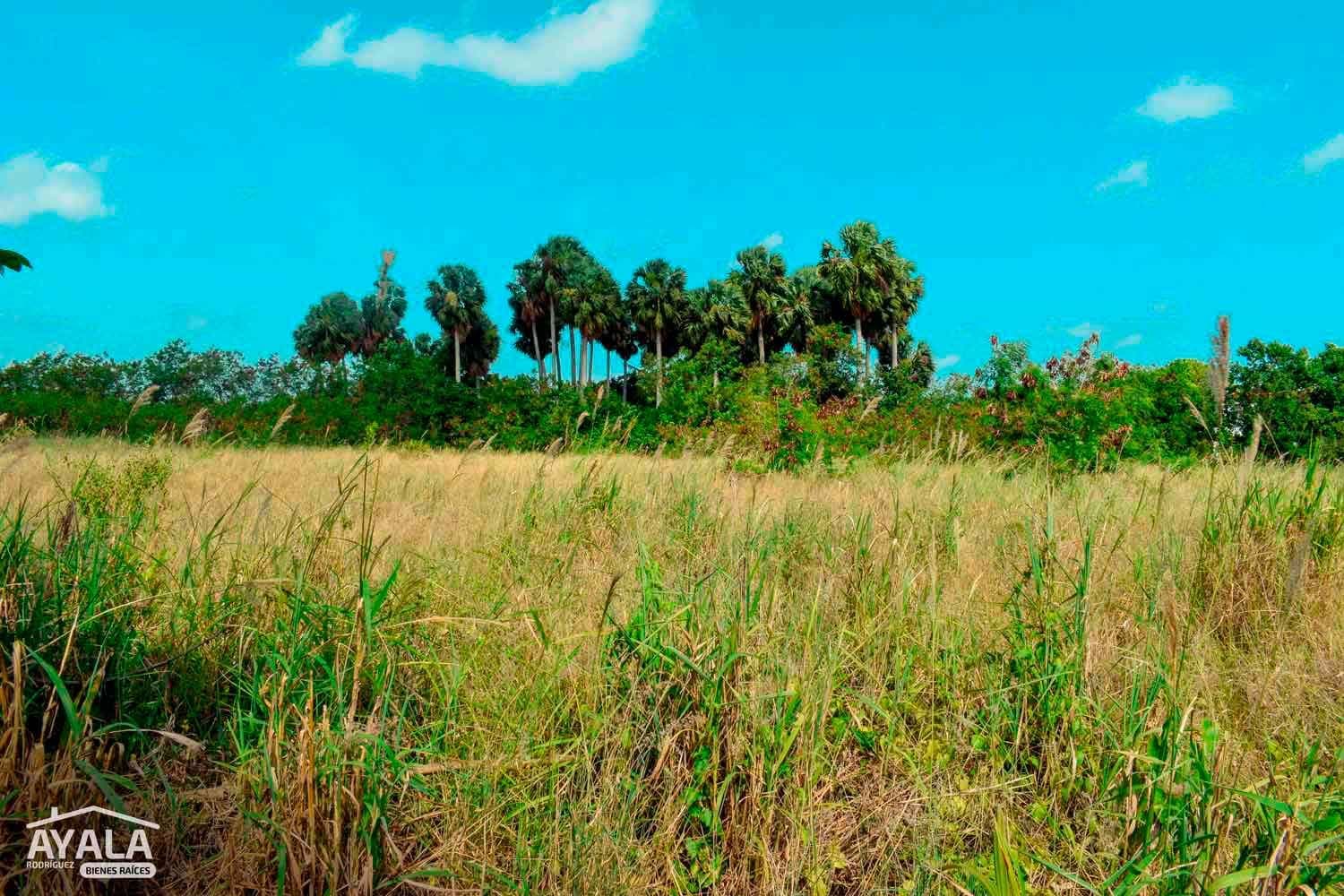 Finca de 100 tareas en Ortega, Ortega, Moca