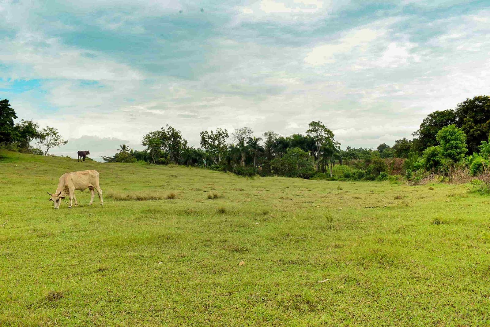 Finca en San José Afuera, San José Afuera, Moca — vista 5